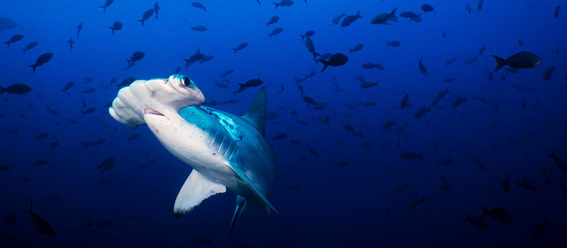 A hammerhead shark gliding through sunlit blue water
