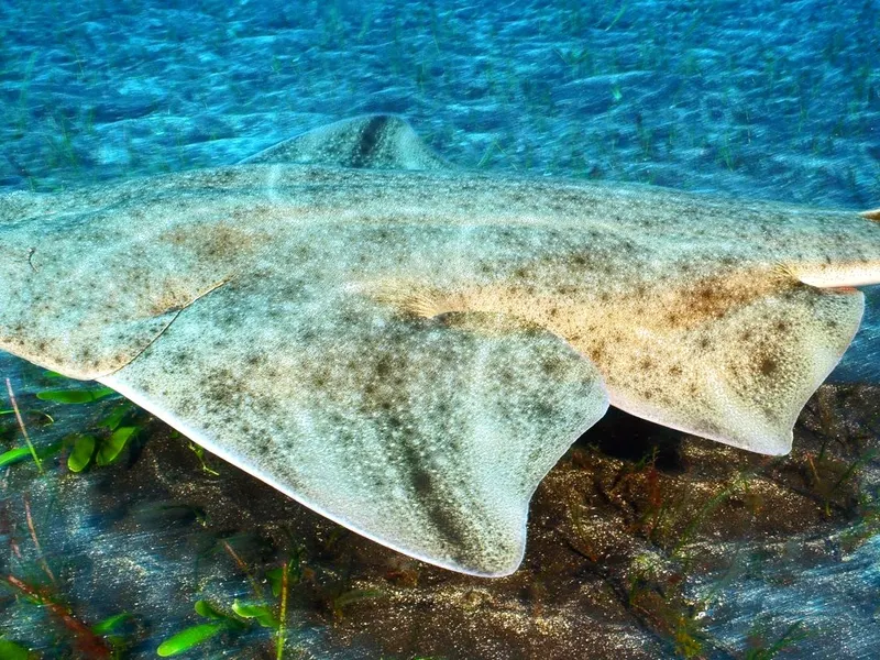 An angel shark resting on the seabed