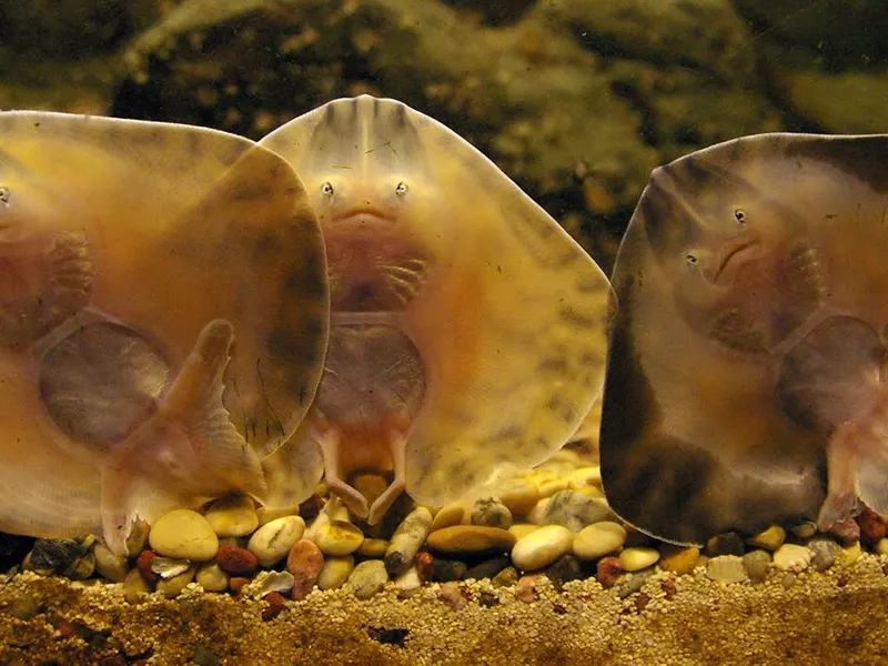 A group of rays gliding through shallow water