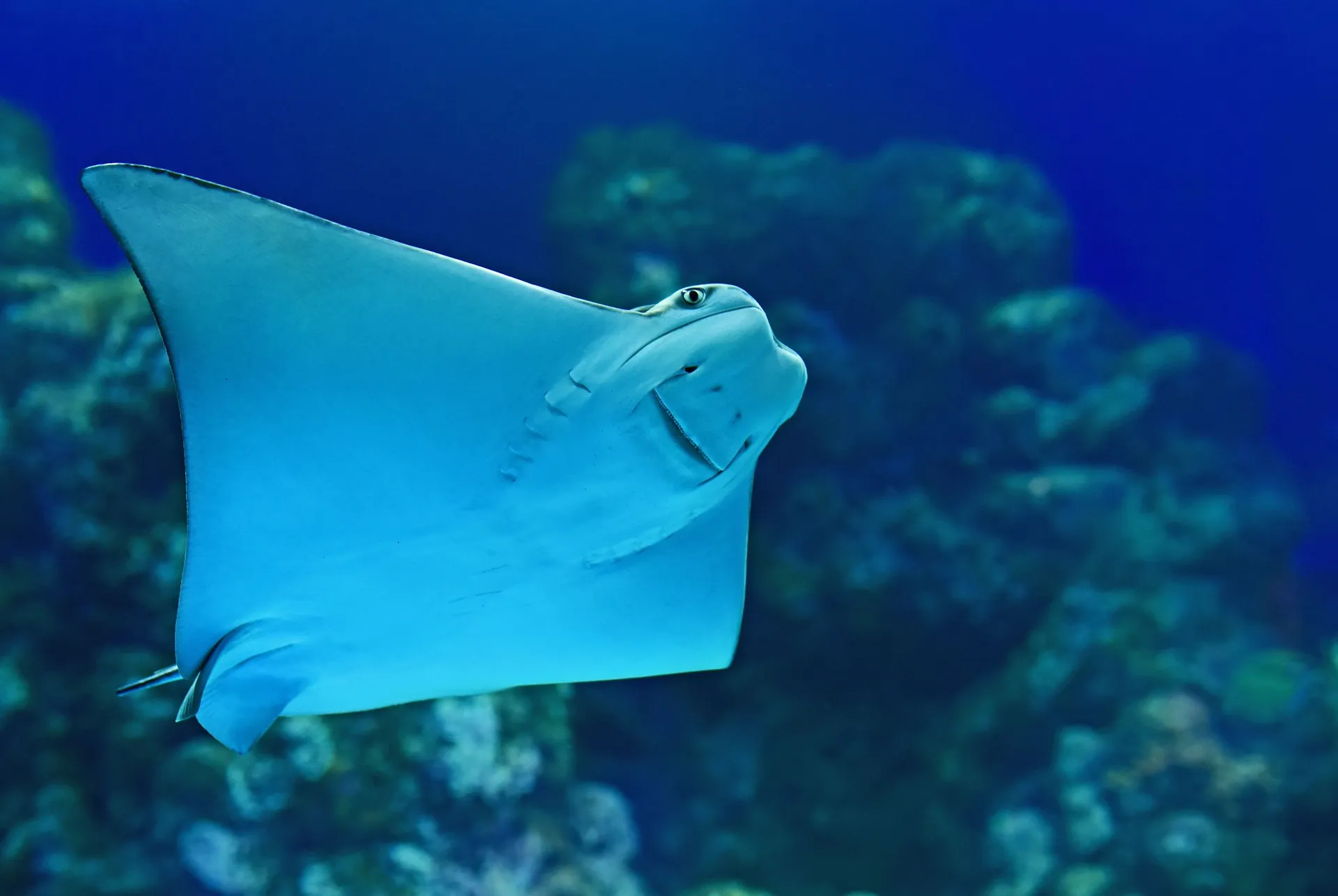 A clownose ray swimming over the seabed