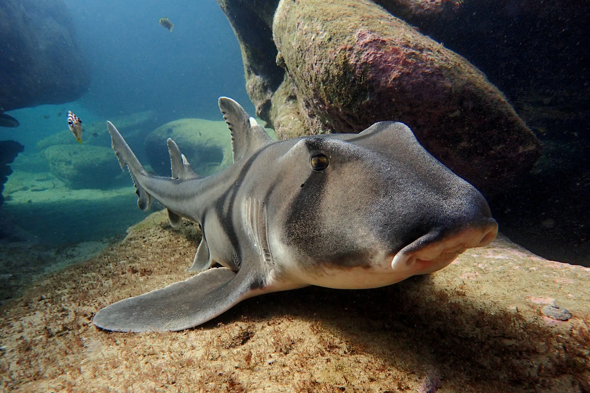 A Port Jackson shark on a reef