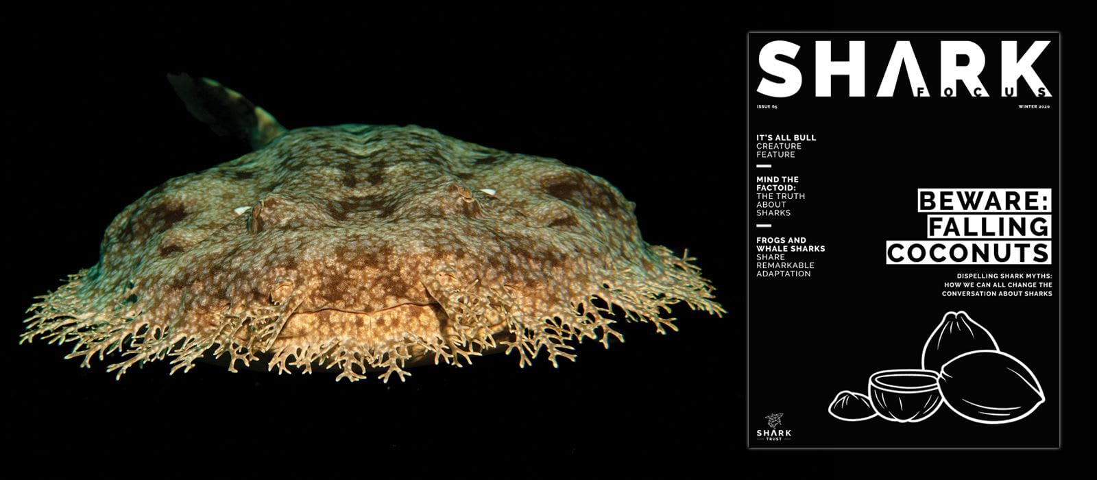 Shark Focus Magazine (Issue 65)