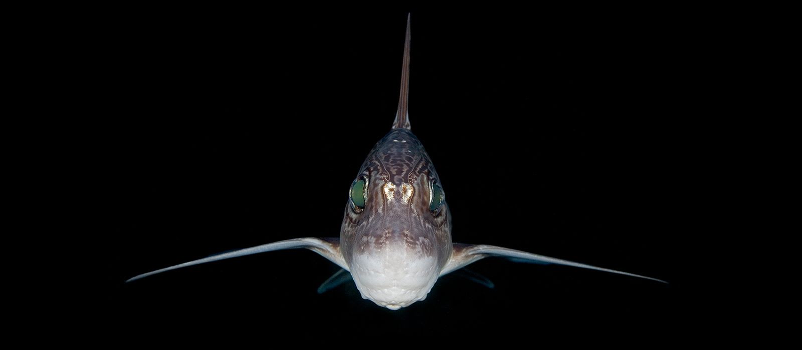Chimaera
