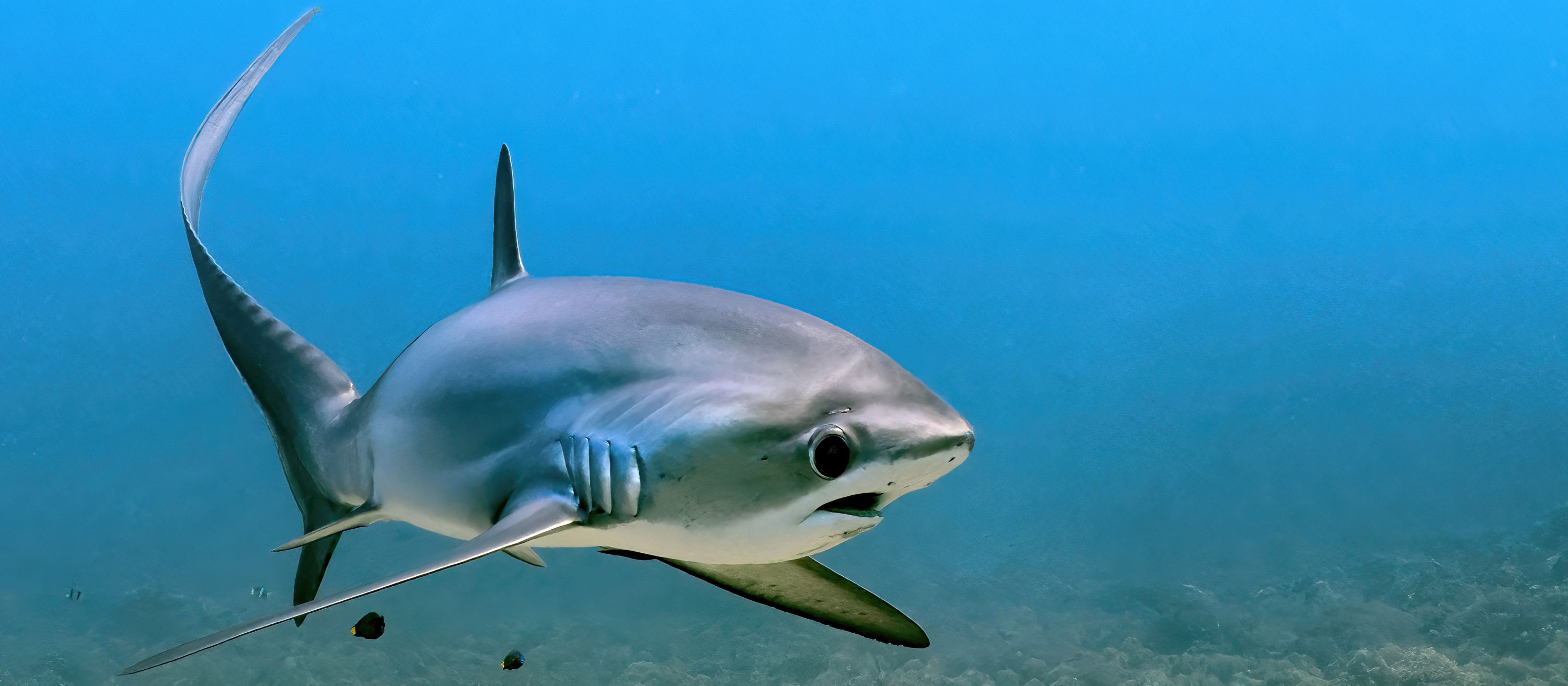 Sarah Fowler Reports from Convention on the Conservation of Migratory Species in Brazil
