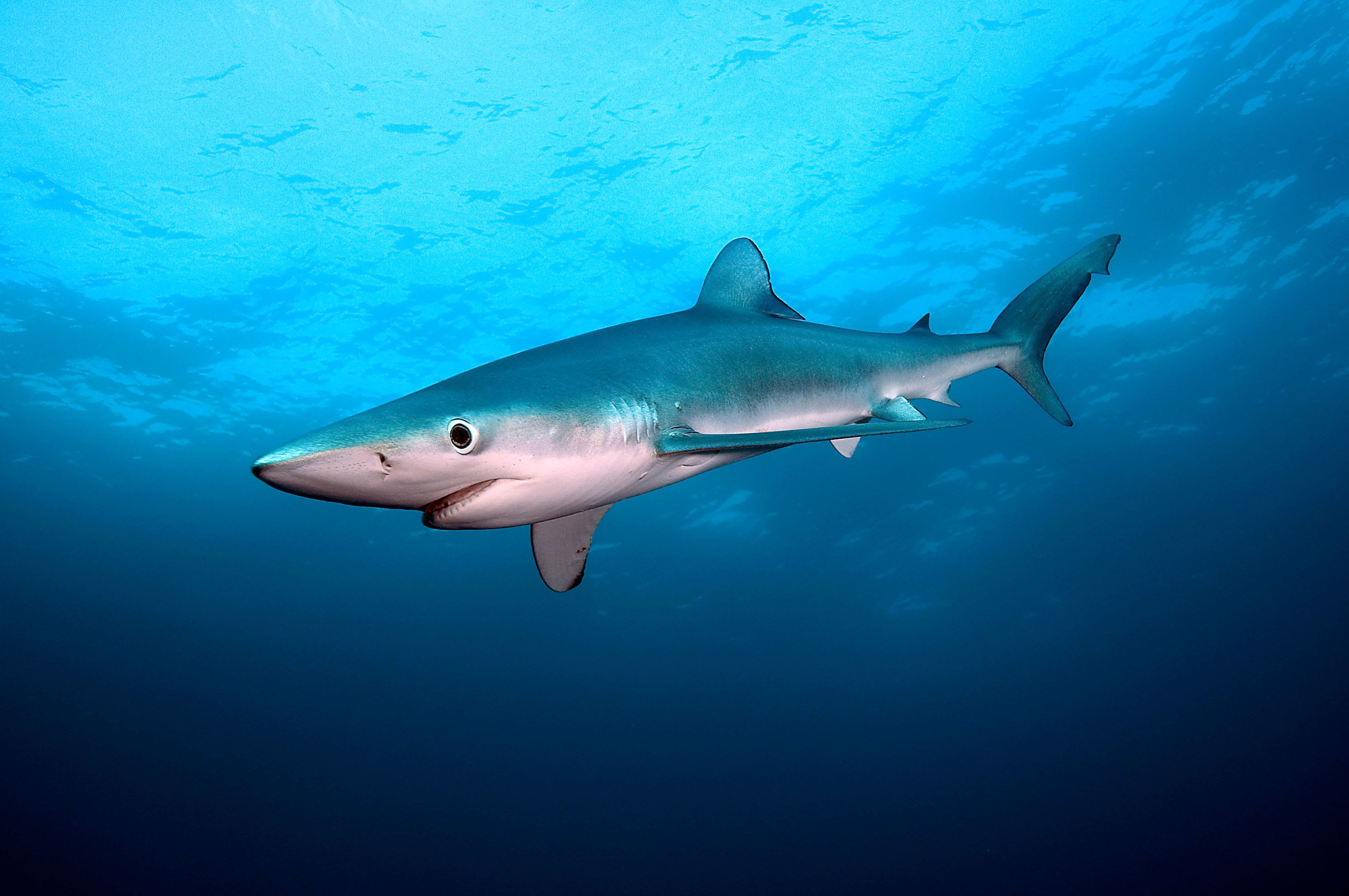CREATURE FEATURE: BLUE SHARK