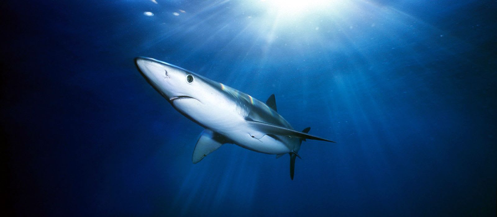 UK Government to introduce world-leading ban on shark fin trade