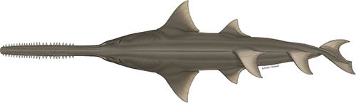 Narrow Sawfish Illustration © Marc Dando.