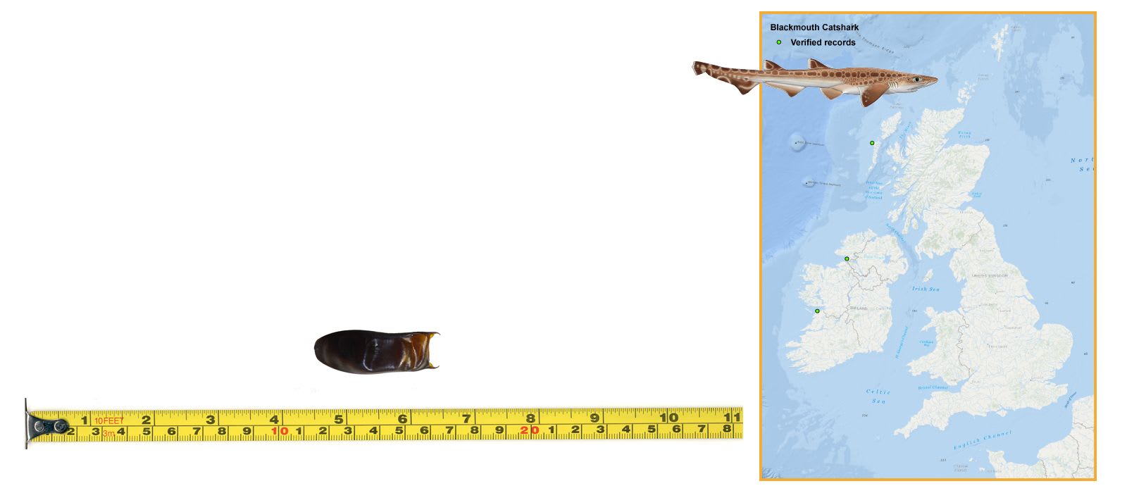 Blackmouth Catshark Eggcase & Map