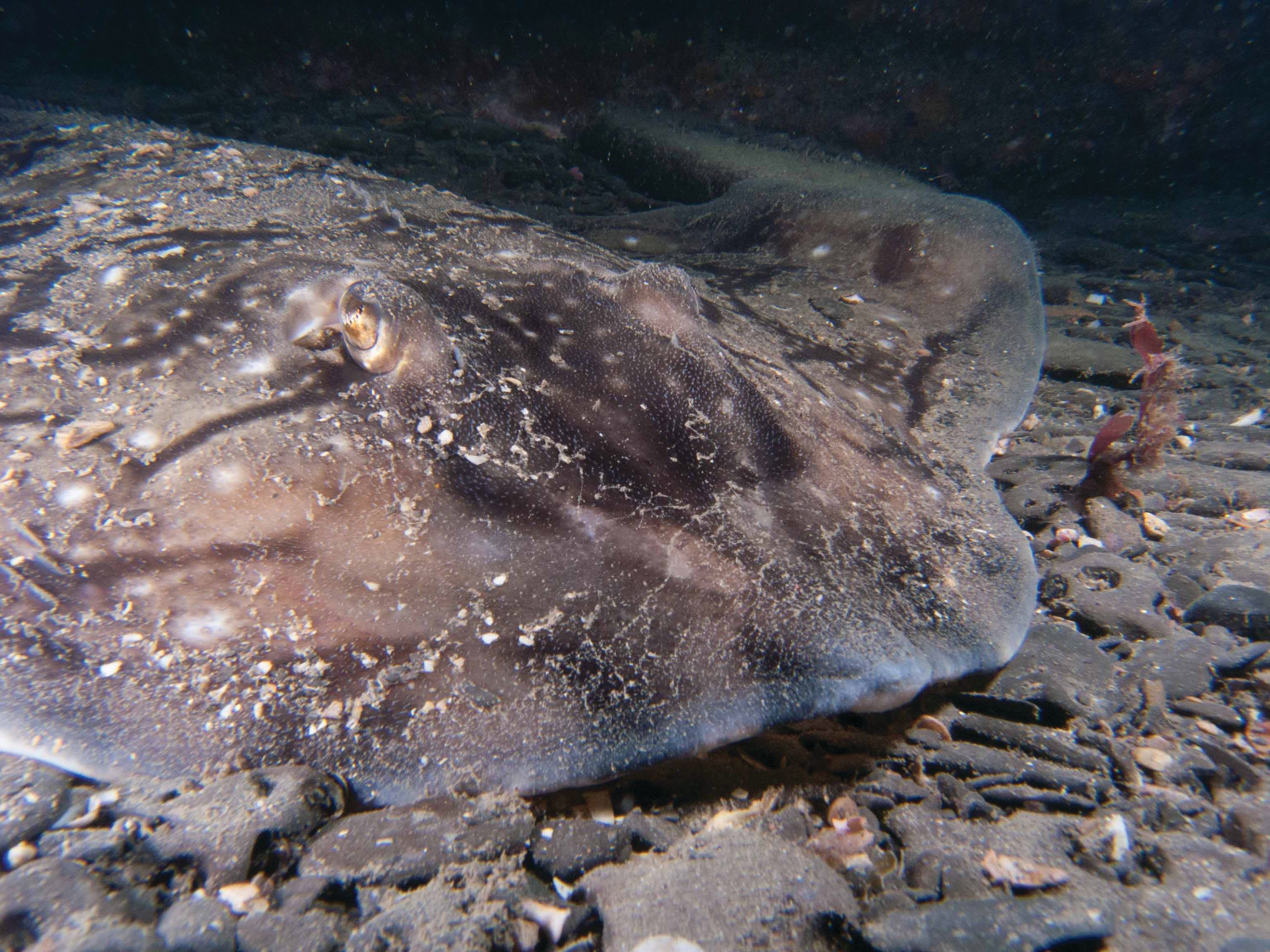 CREATURE FEATURE: UNDULATE RAY