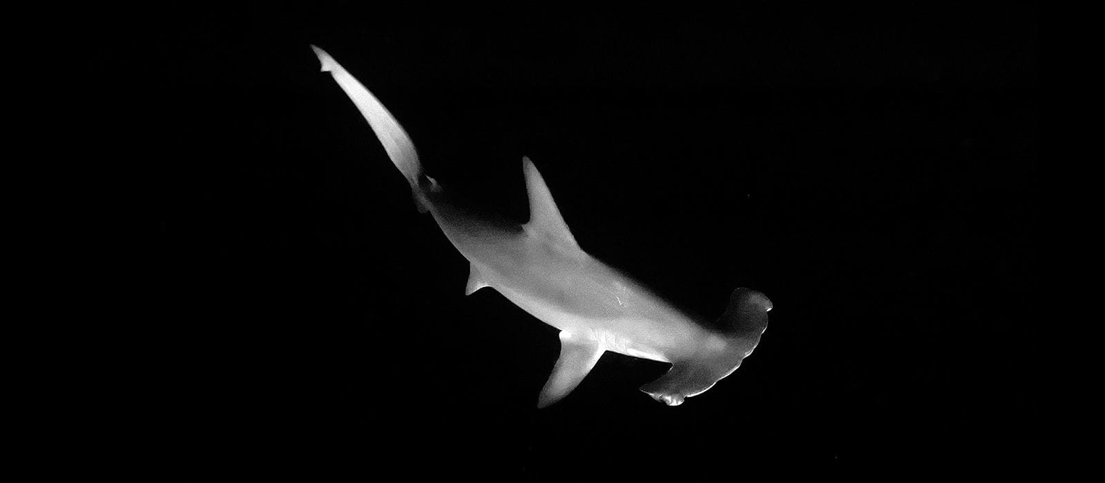 Careers with Sharks
