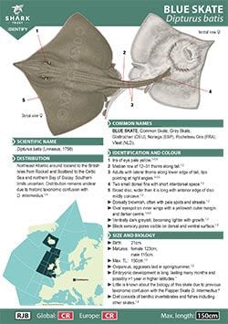 Blue Skate ID Guide (pdf)