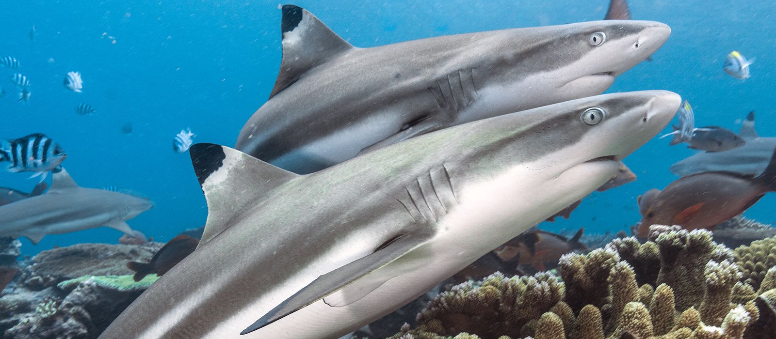 Shark Log - The Shark Sightings Database