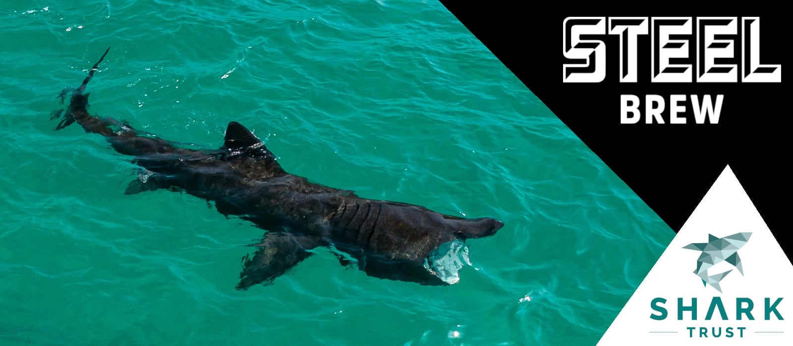 Shark Trust Pub Quiz @ Steel Brew Plymouth