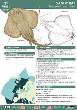 Sandy Ray ID Guide (pdf)