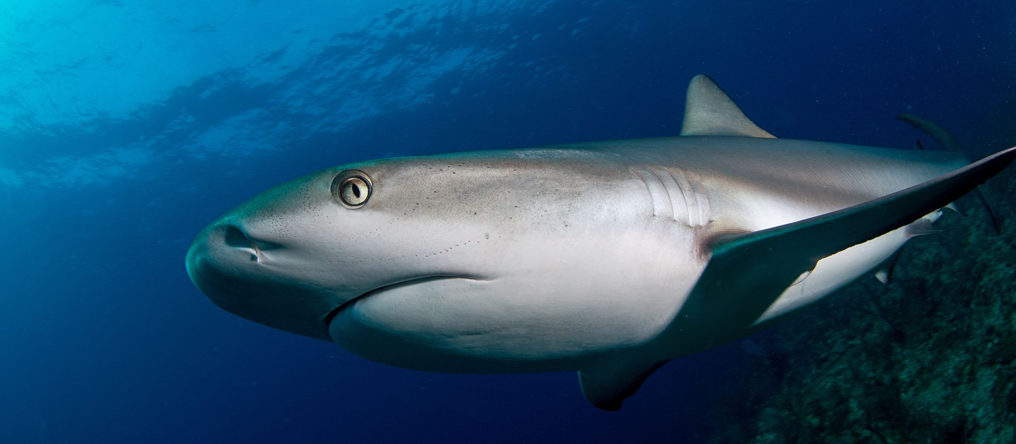Shark Ecology
