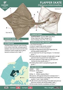 Flapper Skate ID Guide (pdf)