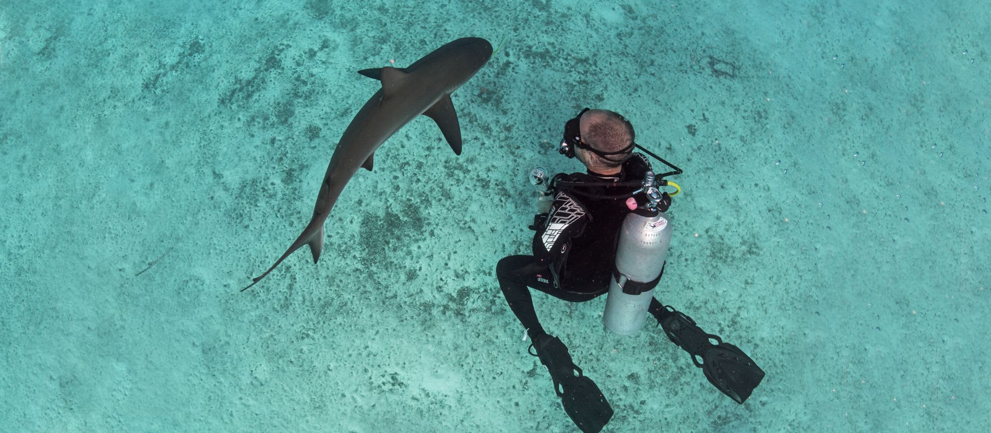Living with Sharks in The Bahamas