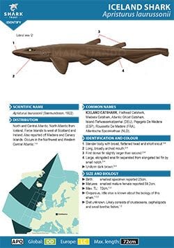 Iceland Catshark ID Guide (pdf)
