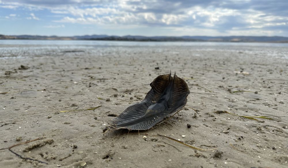 Great Eggcase Hunt Australia Launched