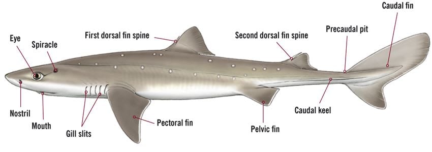 Spiny Dogfish Illustration (Female) © Marc Dando