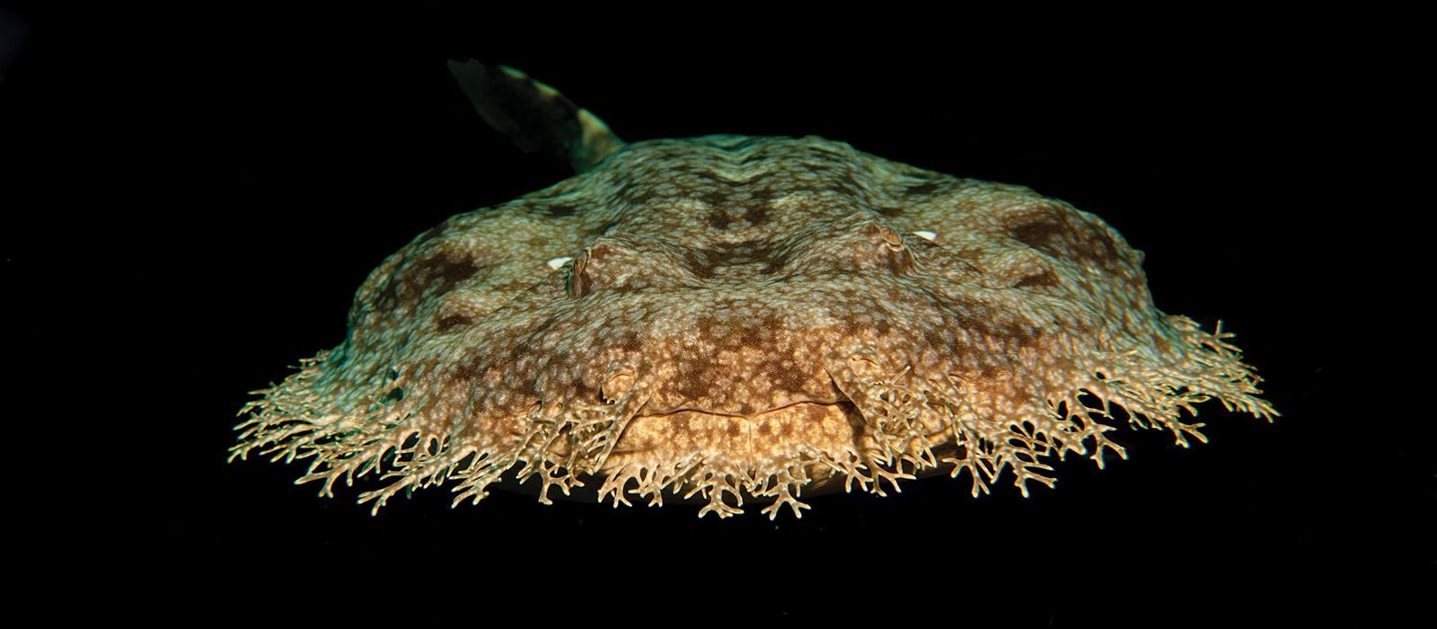 Shark Taxonomy