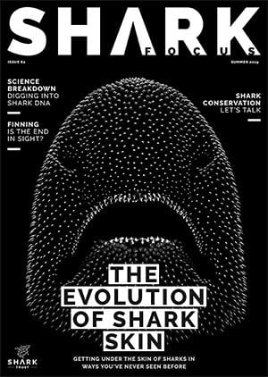 Cover of Shark Focus #62