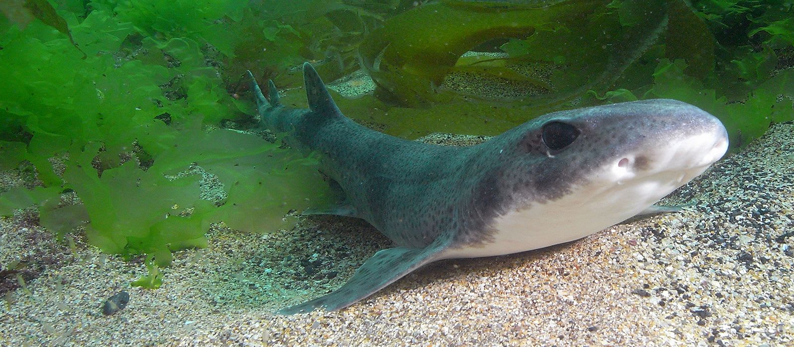 CREATURE FEATURE: Smallspotted Catshark
