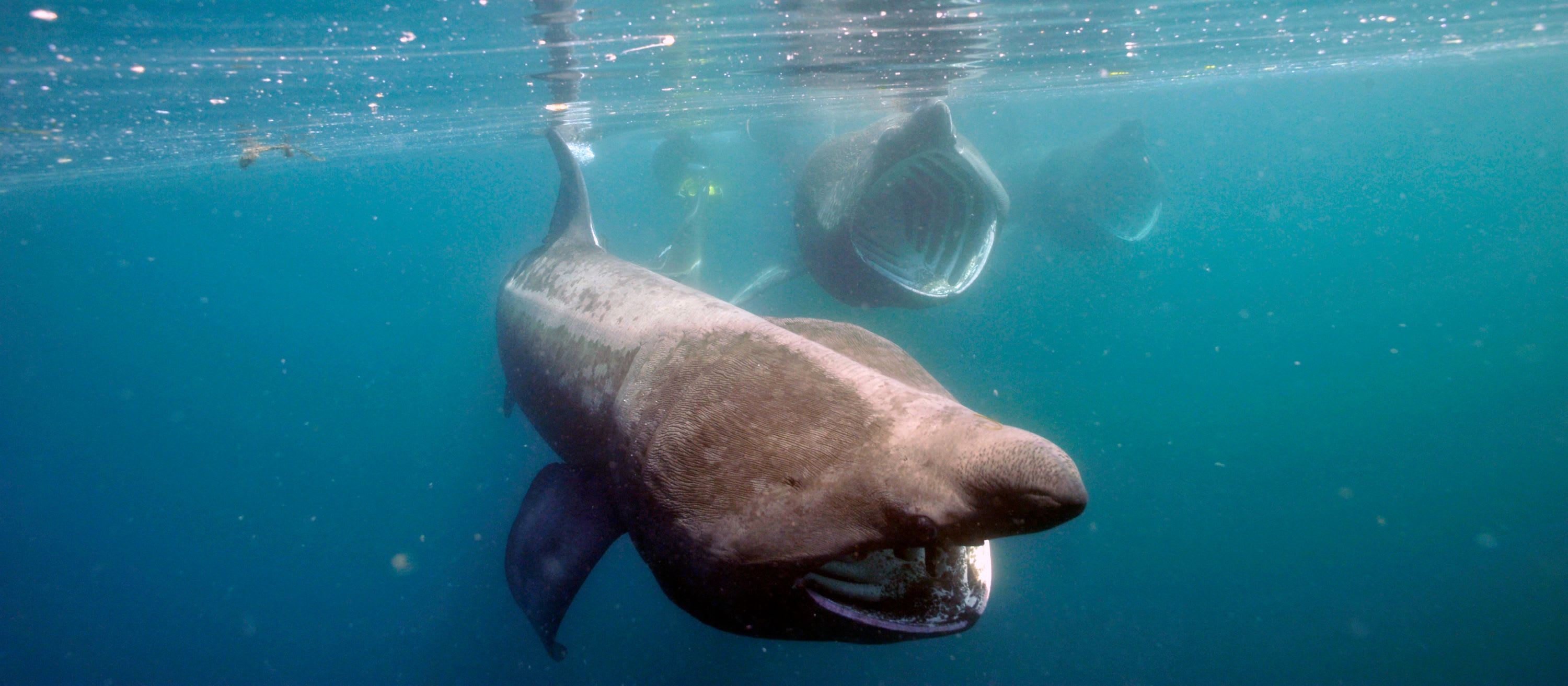 Spectacular Sharks for Staycationers