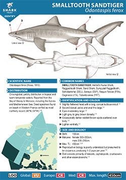 Smalltooth Sandtiger ID Guide (pdf)