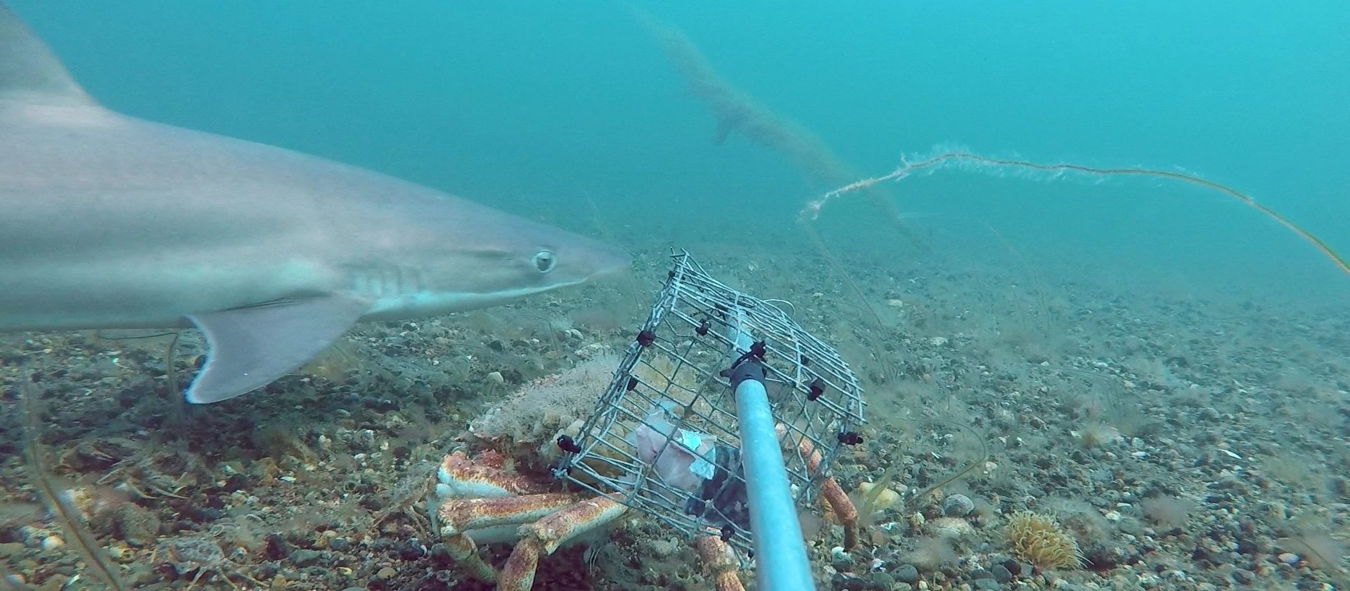 Communities invited to help better understand rare shark species in Wales