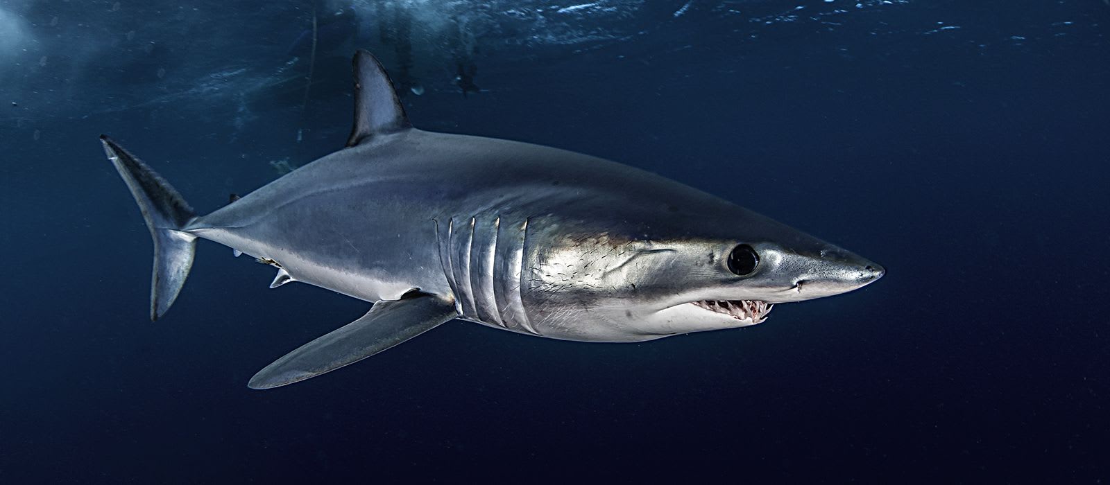 British Sharks