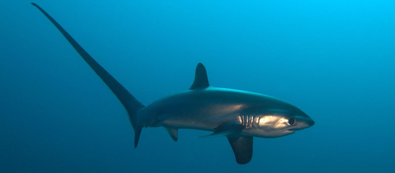 CREATURE FEATURE: Thresher Sharks