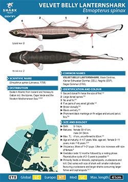 Velvet Belly Lanternshark ID Guide (pdf)