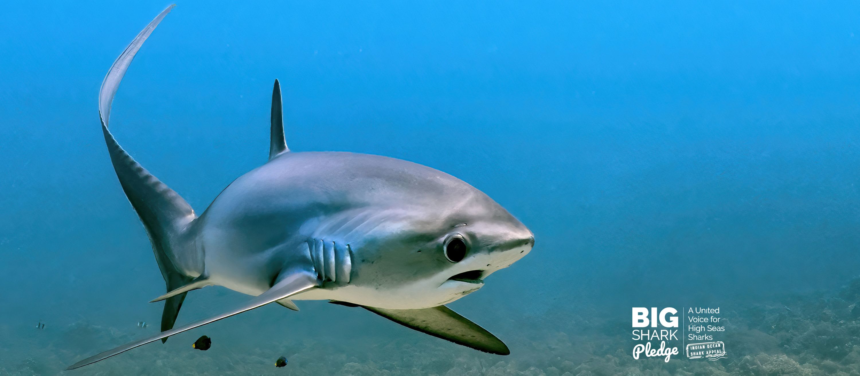 Indian Ocean Sharks Appeal