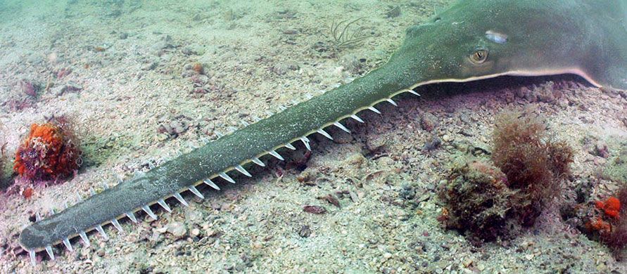 CREATURE FEATURE: Sawfishes