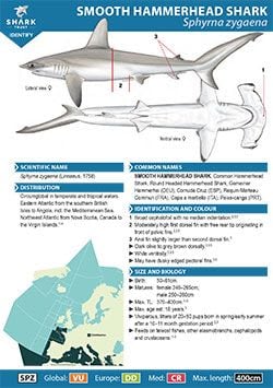 Smooth Hammerhead ID Guide (pdf)
