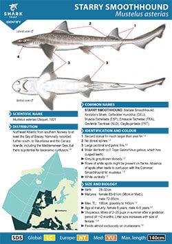 Starry Smoothhound ID Guide (pdf)