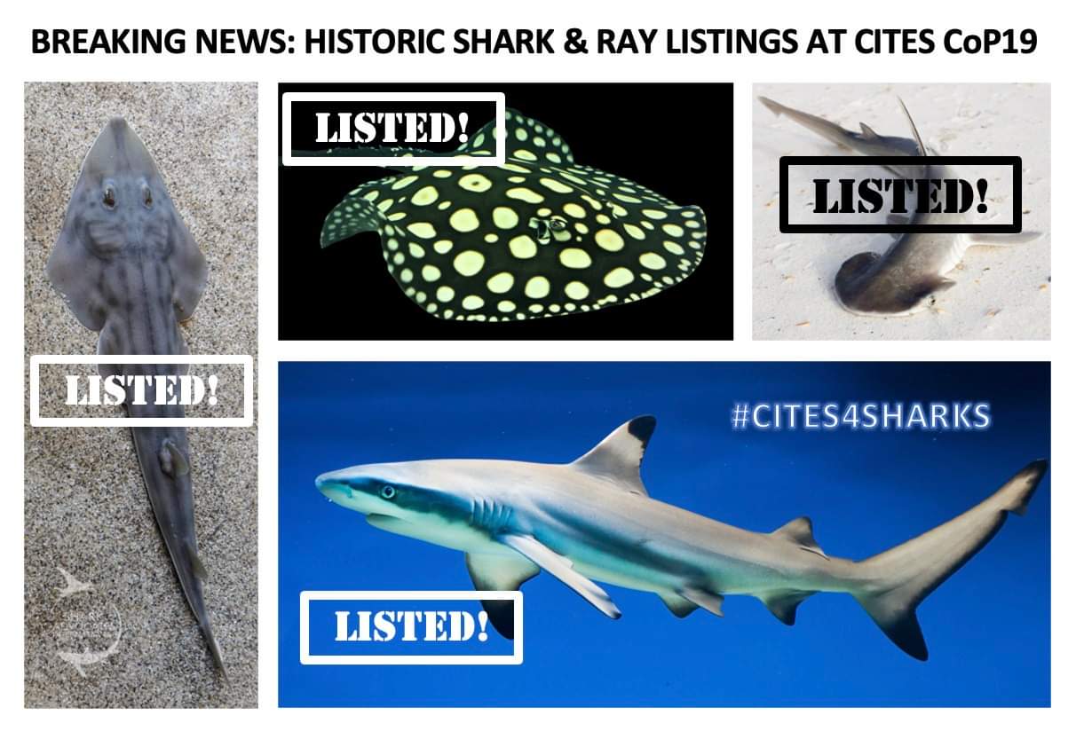 Historic Shark & Ray Listings at CITES CoP19