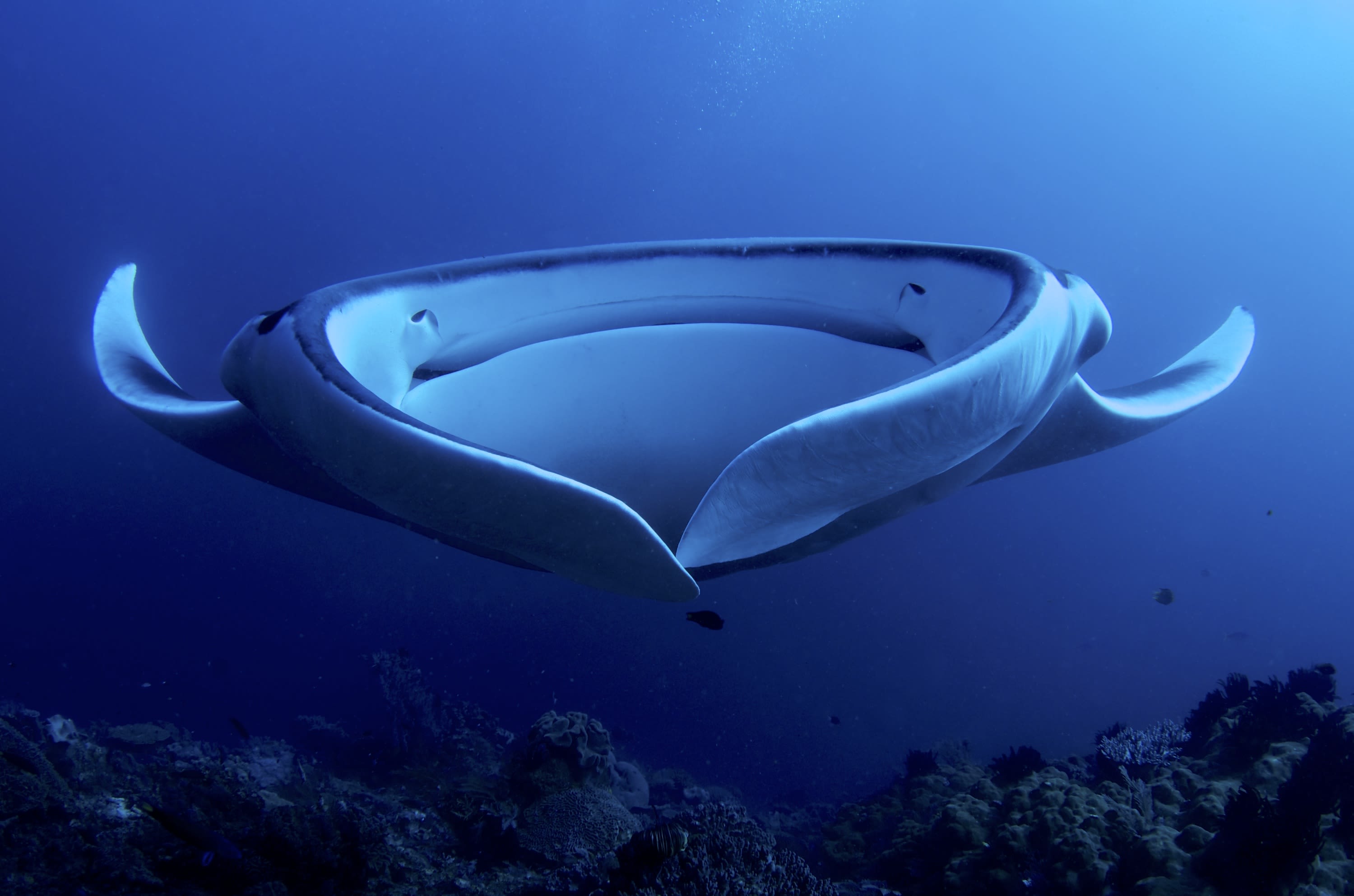 CREATURE FEATURE: OCEANIC MANTA RAY