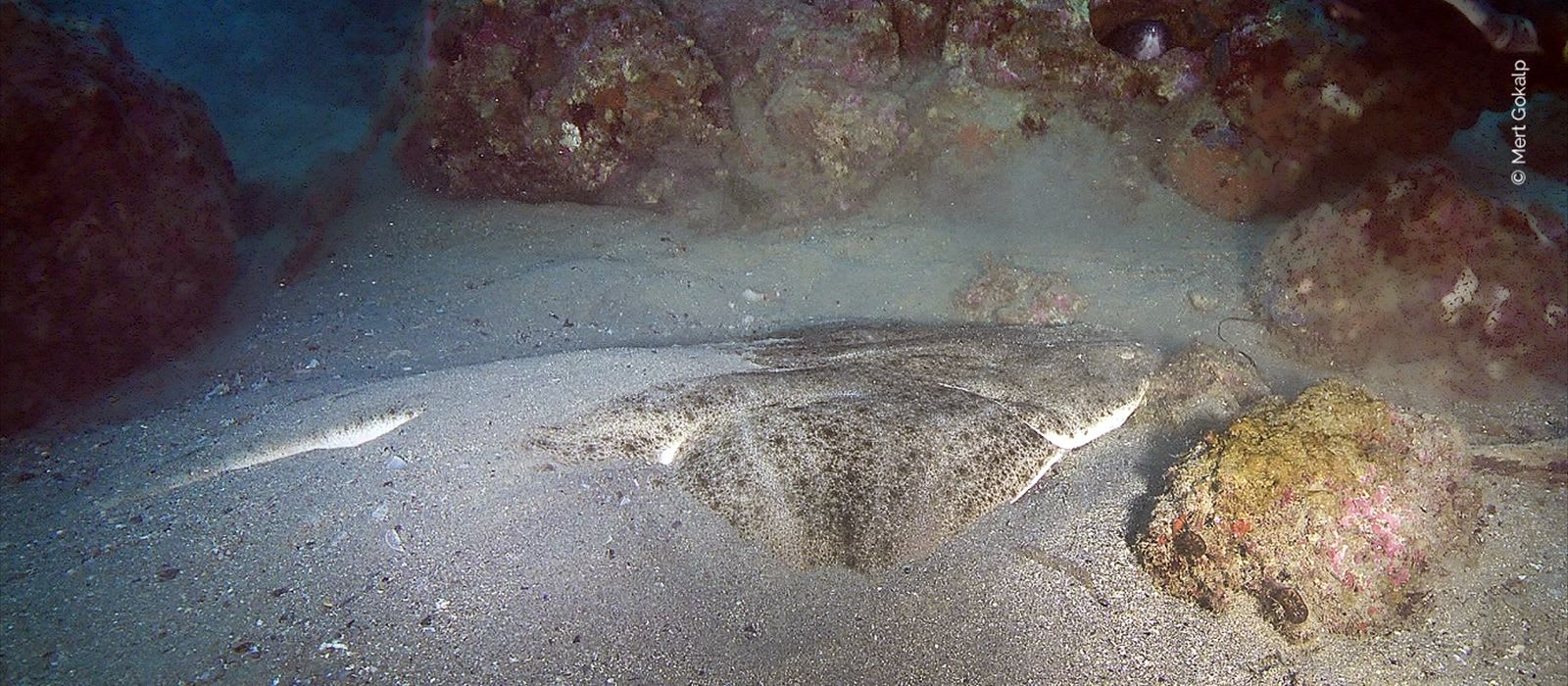 Action Plan for Mediterranean Angel Sharks