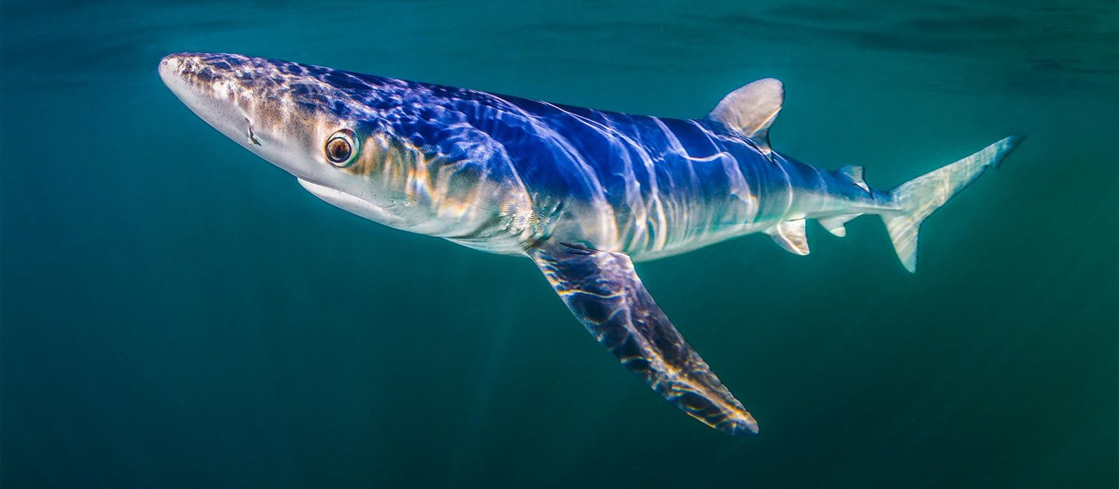 Blue Shark © Paul Colley