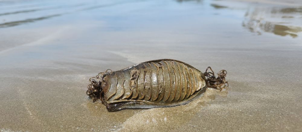 The Great Eggcase Hunt Australia