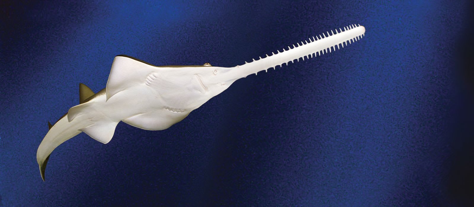 Sawfish: See A Saw