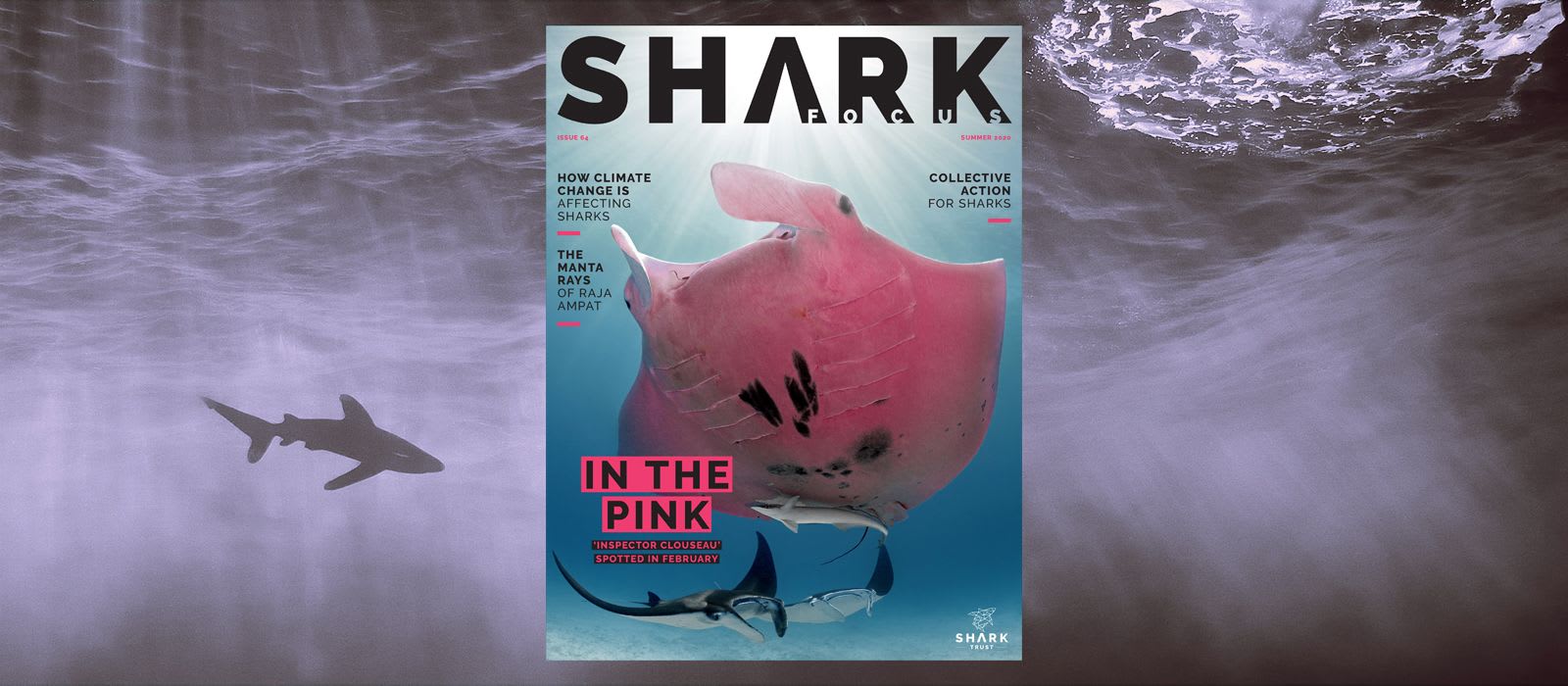 Shark Focus Magazine (Issue 64) – Out Now!