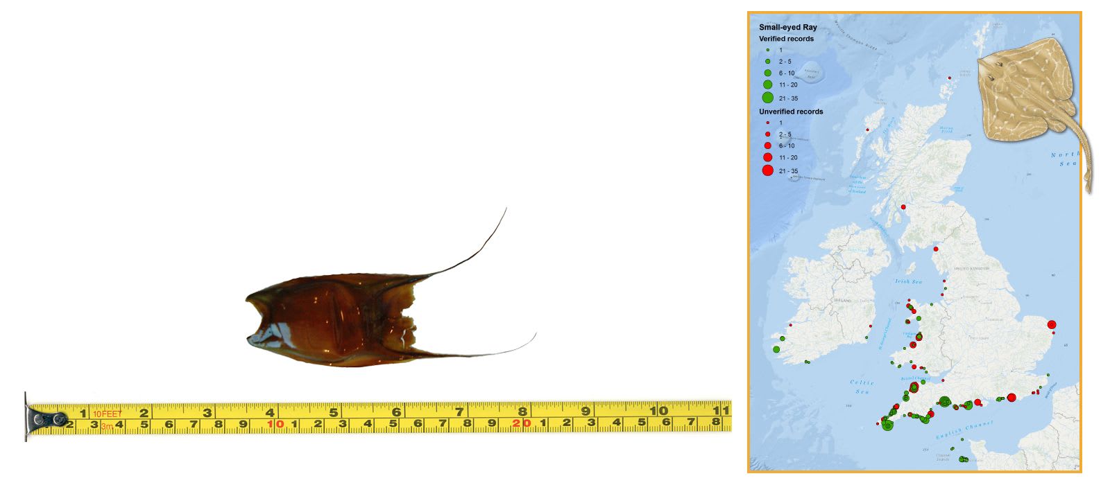 Small-eyed Ray Eggcase & Map