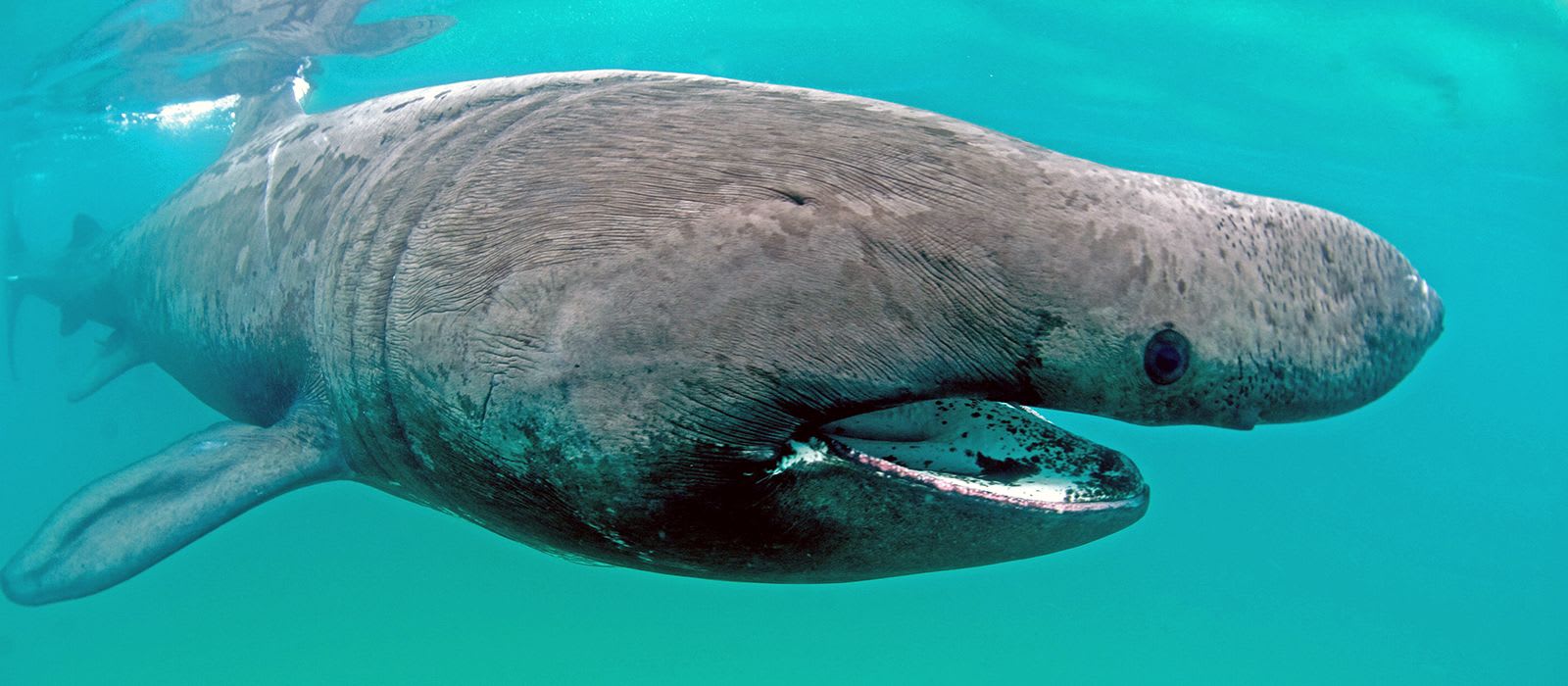 Shark ID Guides