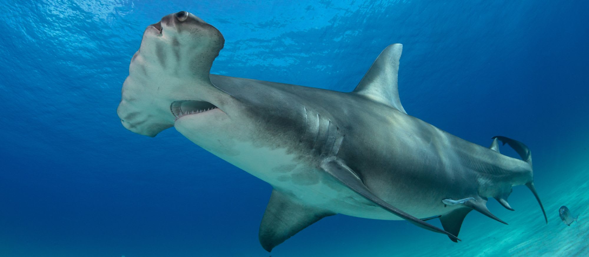 Shark Biology