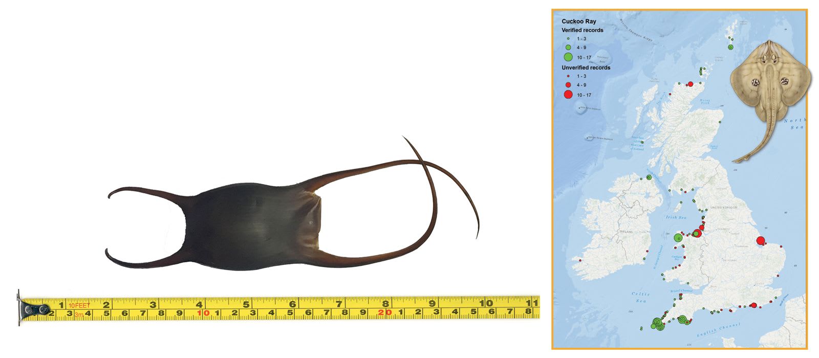 Cuckoo Ray Eggcase & Map