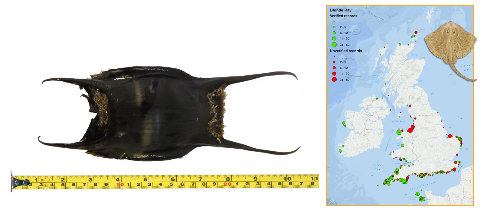 Blue Skate Eggcase & Map