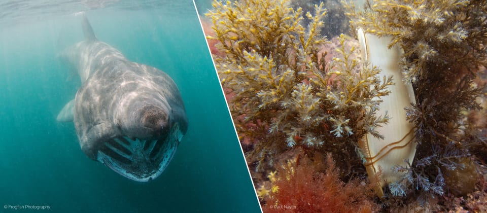 Citizen science observations contribute to Important Shark and Ray Areas